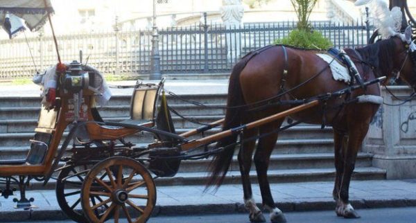 Cavallo al traino di una carrozza morto per il caldo a Palermo: presentato un esposto