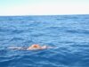 Colto da malore durante la traversata a nuoto Favignana-Levanzo, 17enne è grave
