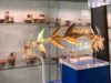 Le nuove corone d'oro al museo di Lipari (foto Notiziarioeolie.it)