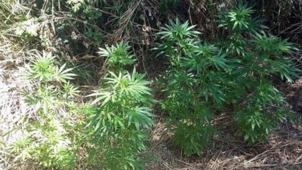 Acireale, in giardino aveva una piantagione di marijuana: arrestato 51enne