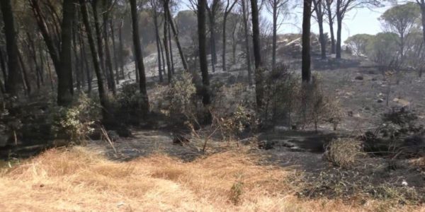 Alcamo, l'incendio sul Monte Bonifato non è ancora spento: le fiamme colpiscono anche la Riserva