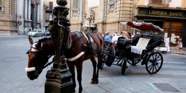 Cavallo cade in P alermo durante traino carrozza turistica: vetturini contro chi filma