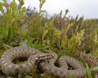 Caltanissetta, morso da una vipera curato in ospedale