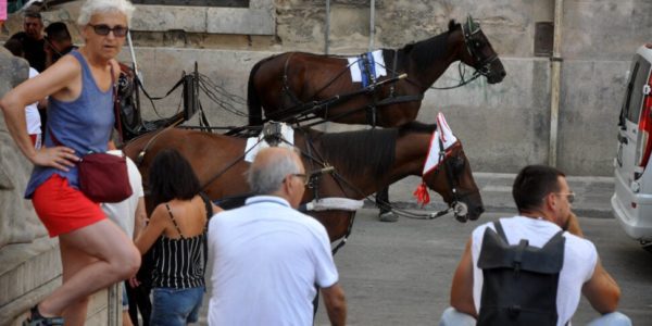 Carrozze con i cavalli, i nuovi limiti per gli animalisti non bastano: scontro aperto con il Comune di Palermo