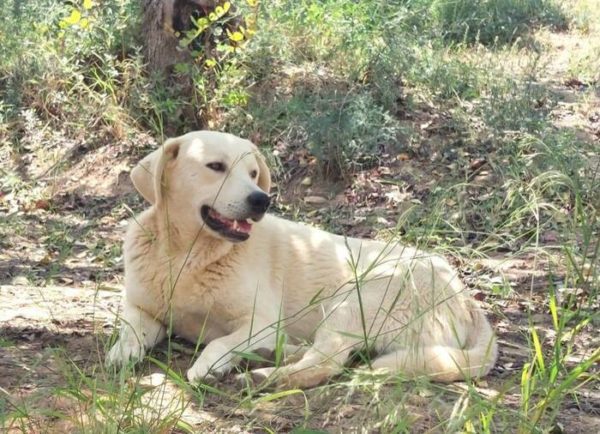 Chiude Collina dei cani ad Acate, 'in 3 anni spesi 40mila euro'