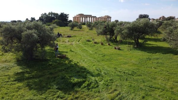 Rifioriscono oliveti templi Selinunte, produrranno olio bio