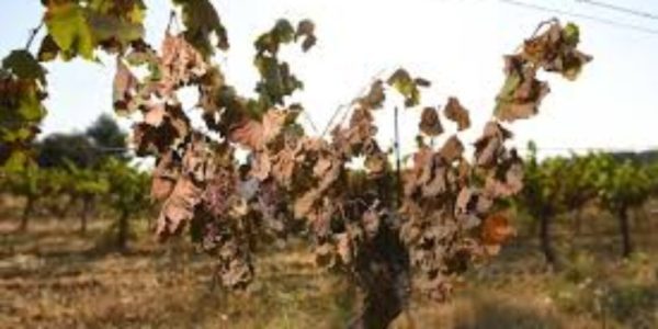 Il caldo brucia i vigneti, il sindaco di Menfi chiede lo stato di calamità