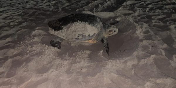 Tartaruga caretta caretta sceglie la spiaggia di San Vito Lo Capo per nidificare