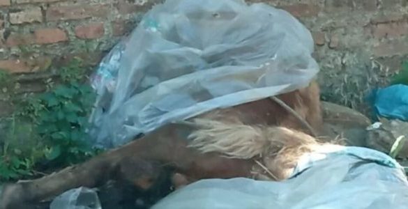 Orrore a Messina, un pony quasi decapitato e abbandonato in strada avvolto nella plastica