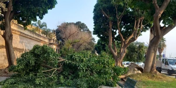 Palermo, crolla un grosso ramo al Foro Italico: paura ma nessun ferito