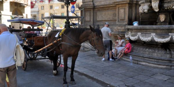 Palermo, limiti alle carrozze: stop se c'è troppo caldo, no a carichi che pesino più del doppio del cavallo