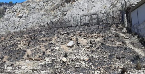 Palermo, l'incendio di Bellolampo ha distrutto il rifugio per cani dell'Ada: salvi gli animali