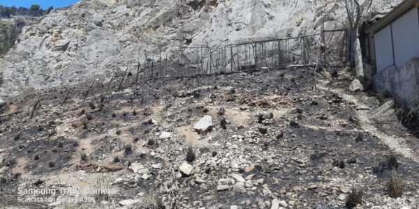 Palermo, l'incendio di Bellolampo ha distrutto il rifugio per cani dell'Ada: salvi gli animali