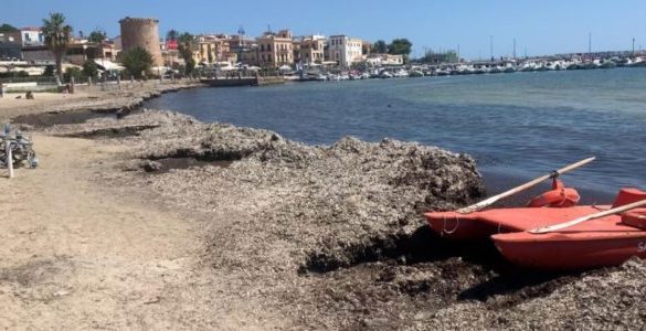 Palermo, torna la posidonia a Mondello: disagi in spiaggia per chi è sulla sedia a rotelle