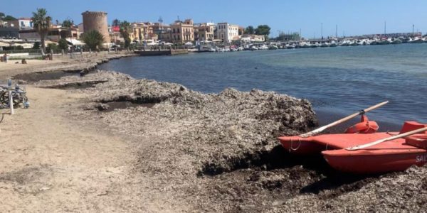 Palermo, torna la posidonia a Mondello: disagi in spiaggia per chi è sulla sedia a rotelle