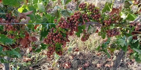 Peronospora e caldo attaccano le vigne, a Trapani e Palermo già in fumo oltre il 40% del raccolto