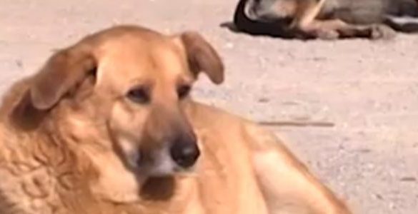 Salemi, trovato un cane impiccato