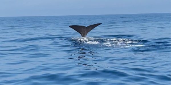 Una balena avvistata al largo di Punta Secca, la scoperta di due pescatori - VIDEO