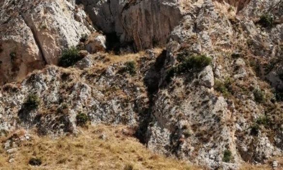 Capre precipitano in un dirupo a Caltabellotta, recuperate dai vigili del fuoco