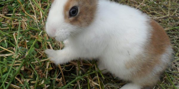 Mistero a Castelvetrano, una decina di conigli morti abbandonati in strada