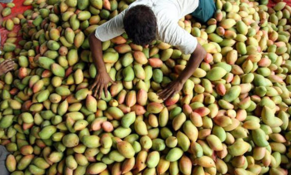 Furti di mango, gli agricoltori di Balestrate chiedono aiuto al prefetto