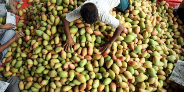 Furti di mango, gli agricoltori di Balestrate chiedono aiuto al prefetto