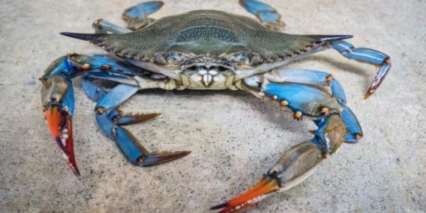 Il pericoloso granchio blu ha invaso lo Stagnone di Marsala: la lotta passa anche dalla pesca, viene usato per zuppe e sughi