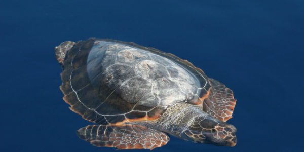 Isole Eolie, nascono le oasi blu: serviranno a proteggere la tartaruga marina, la foca monaca e la posidonia oceanica