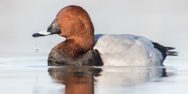 Alla Riserva naturale di Priolo nidificano due nuove specie: sono il Moriglione e il Gruccione