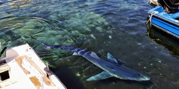 Palermo, uno squalo verdesca avvistato al porticciolo di Sant'Erasmo