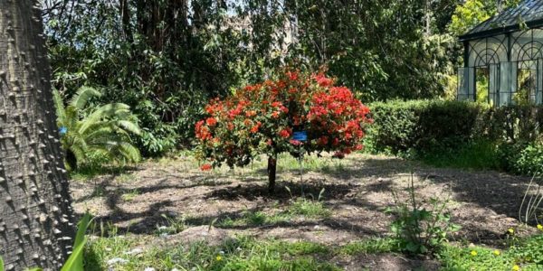 Palermo, l'Orto Botanico diventa un caleidoscopio delle arti: Metamorphosis abbatte muri e steccati