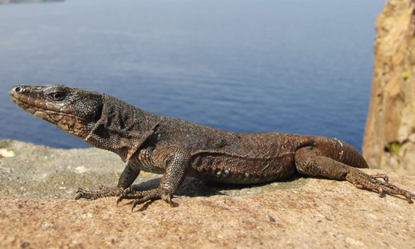 Al via un progetto per salvare la rarissima lucertola delle Eolie