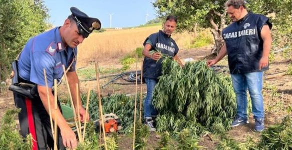 Scoperta piantagione di marijuana nel Trapanese