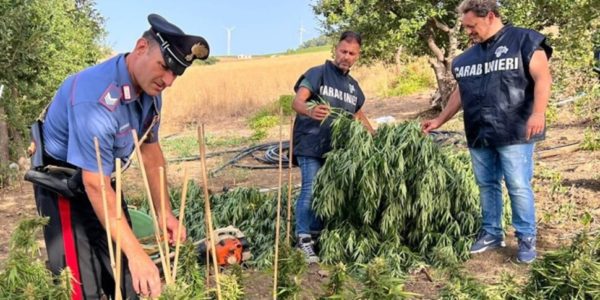 Scoperta piantagione di marijuana nel Trapanese