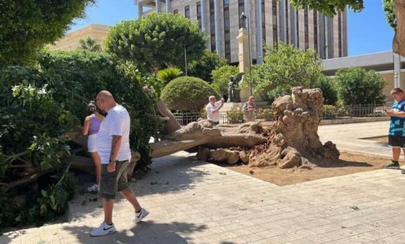 Trapani, crolla un'eritrina in piazza Vittorio Veneto: turisti salvi "per miracolo"