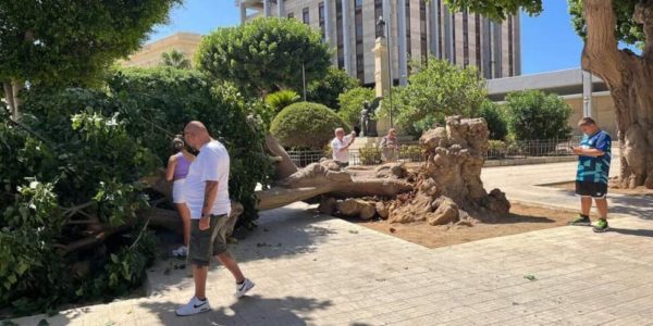 Trapani, crolla un'eritrina in piazza Vittorio Veneto: turisti salvi "per miracolo"