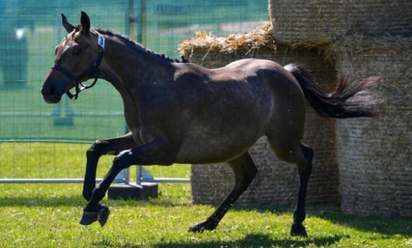 Bimbo 10 anni cade da cavallo nell'Ennese, è grave