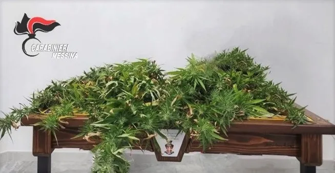 46enne arrestato a Messina per coltivazione di droga domestica