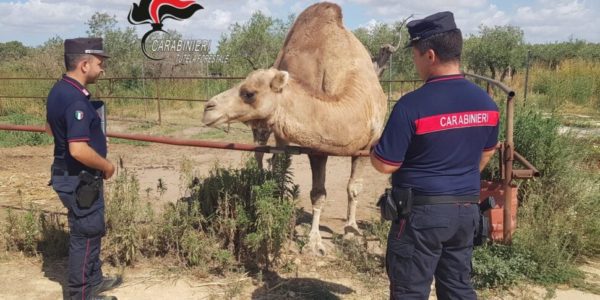 Castelvetrano, sequestrati animali al parco-fattoria Carimi: «Detenuti senza autorizzazione»