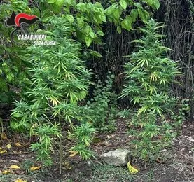 Arresto a Belvedere per coltivazione di canapa e tortugas