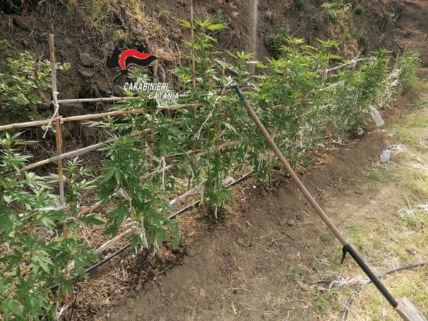 Aveva allestito una piantagione di marijuana nel terreno di un emigrato: 46enne arrestato a Calatabiano