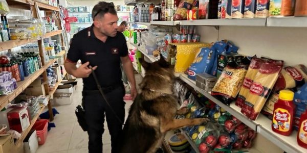 Nel minimarket il cane dei carabinieri trova i barattoli con la droga: comisano arrestato a Ragusa