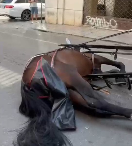 Cavallo scivola a Palermo, vetturini minacciano chi fa video