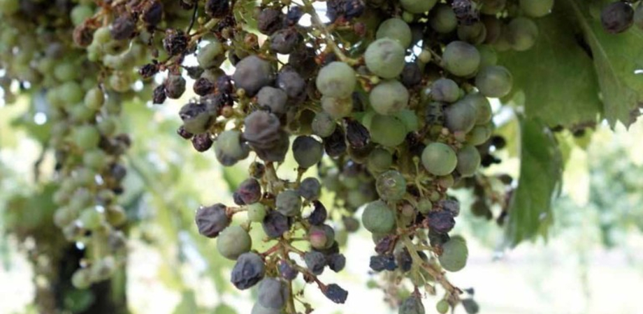 Agricoltura, danni da peronospora anche in provincia di Caltanissetta: dalla Regione via libera alla richiesta dello stato di calamità