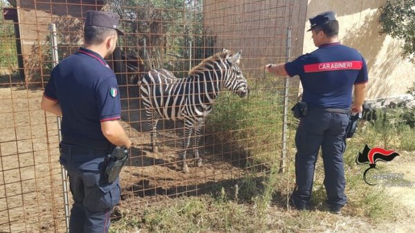 Zebre e canguri detenuti illegalmente in fattoria, una denuncia