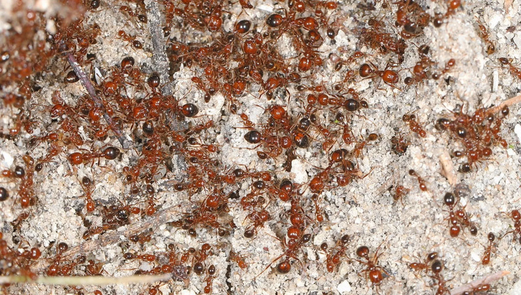 Formica guerriera: specie invasiva rischia agricoltura