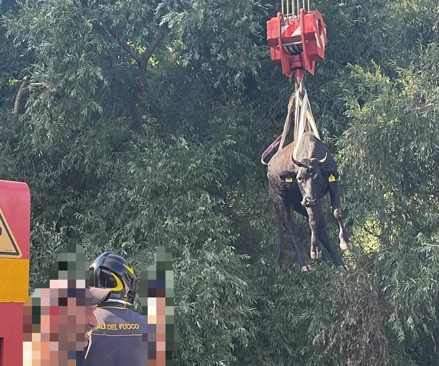 I vigili del fuoco salvano una mucca caduta in un dirupo.
