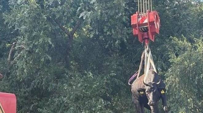 mucca caduta in un dirupo a Messina