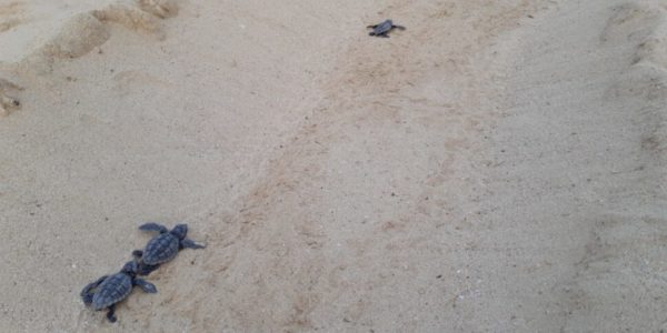 Lampedusa, le tartarughe Caretta caretta escono dai nidi: record di schiuse