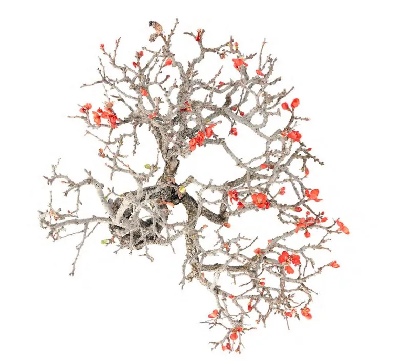 Mostra gratuita: “La bellezza mostruosa degli alberi” all’Orto Botanico di Catania.